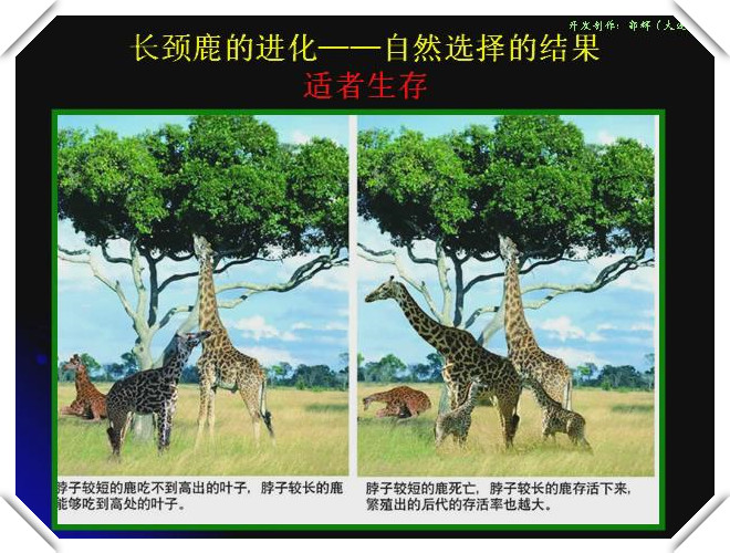 自然選擇